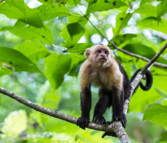 White Headed Capuchin Cebus