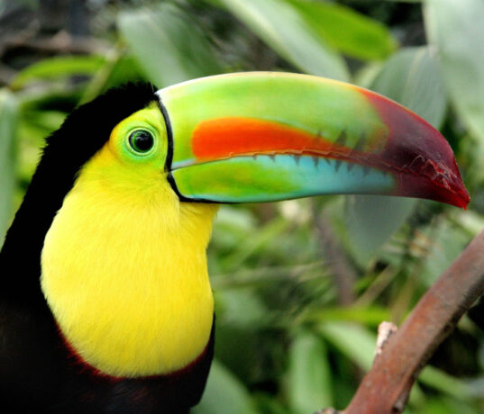 Tucan